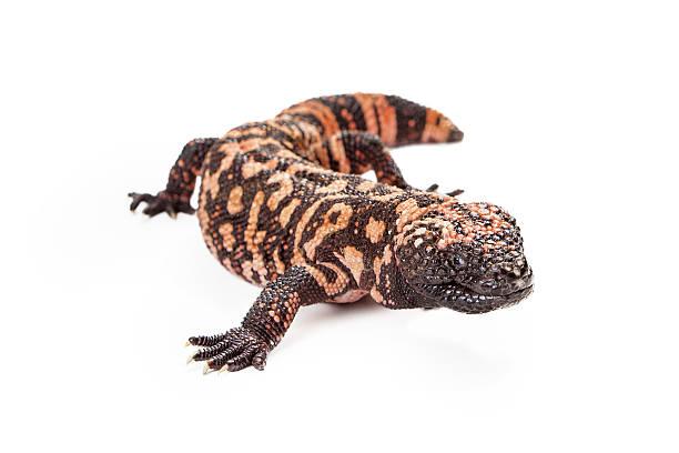 PET scan based on lizard saliva detects rare tumor